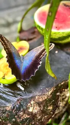 a butterfly is sitting on top of some watermelons at Cabañas Litos #2 in Fortuna