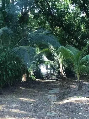 a group of palm trees in a forest at Cabina Playa Cedros in Cóbano