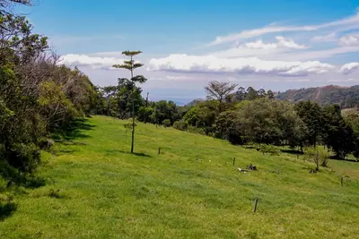 a green field with a tree on top of it at Cabaña Indira in Monteverde Costa Rica