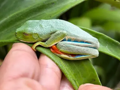 a person holding a green frog on a leaf at Cabañas Litos #1 in Fortuna