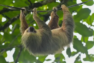a sloth hanging on a clothes line at Veragua Rainforest in Puerto Limón