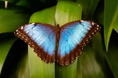 a blue butterfly sitting on a green leaf at Veragua Rainforest in Puerto Limón