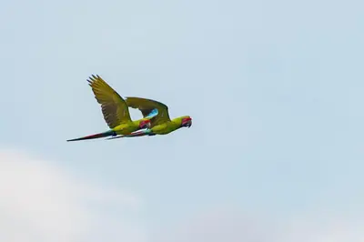 two birds flying in the sky at Veragua Rainforest in Puerto Limón