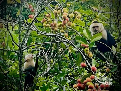 two monkeys are sitting in a tree at Casita Verde, 800 mts from beach in Playa Hermosa