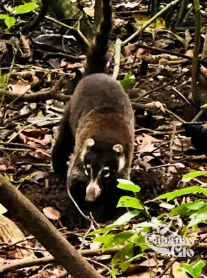 a black and white bear walking through the woods at Casita Verde, 800 mts from beach in Playa Hermosa