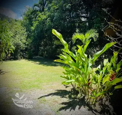 a green plant in the middle of a yard at Casita Verde, 800 mts from beach in Playa Hermosa