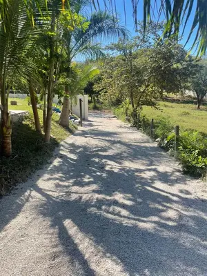a dirt road with palm trees on the side at POSADA MIRADIA in Matapalo