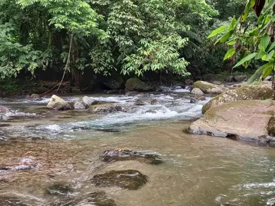 a stream of water with rocks and trees at Selvita Lodge Arenal in Fortuna