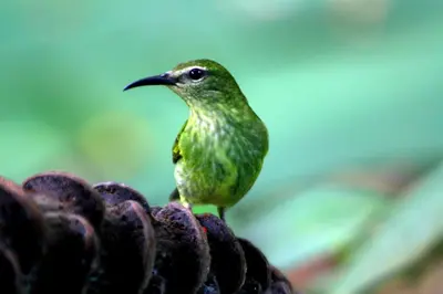 a green bird sitting on top of a plant at Selvita Lodge Arenal in Fortuna