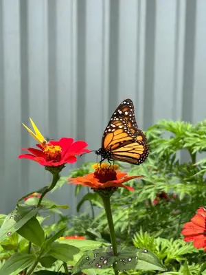 a butterfly sitting on top of flowers at B&B Garden Grecia in Grecia
