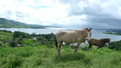 two horses standing in a field with a fence at Hotel La Mansion Inn Arenal in Nuevo Arenal