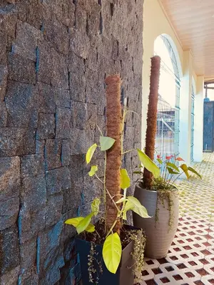 a group of plants in pots next to a stone wall at Casa Macaw in Fortuna