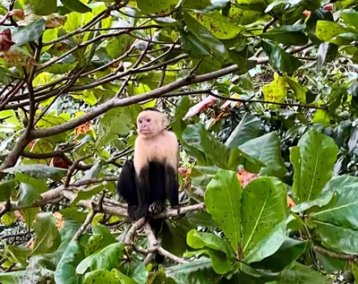 a monkey sitting on a branch of a tree at Spacious Penthouse with pool & Jungle Views in La Mona
