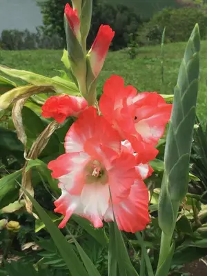 a group of red and white flowers in a garden at The Fruit Tree Garden Bromeliad Suite in Nuevo Arenal