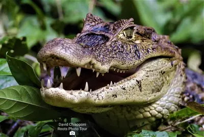 an alligator with its mouth open at La Casona Eco-Lodge Tortuguero in Tortuguero