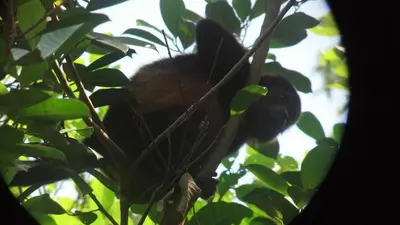 a monkey is sitting on a tree branch at Kiskadee Casa in Quepos