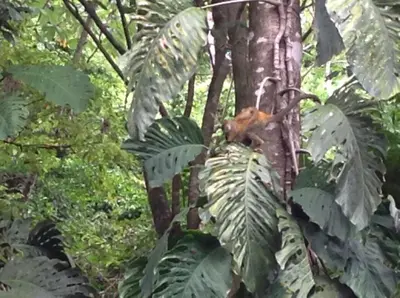 a bird is sitting on a tree branch at Kiskadee Casa in Quepos