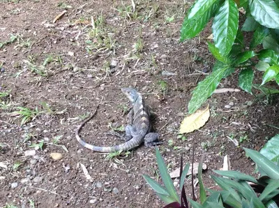 a lizard sitting on the ground in the dirt at Kiskadee Casa in Quepos