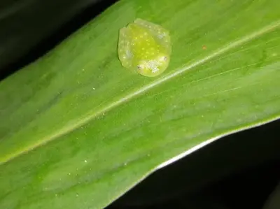 a green leaf with a small spider on it at 2nd floor A/C, Wifi, Fully equipped apartment in Fortuna