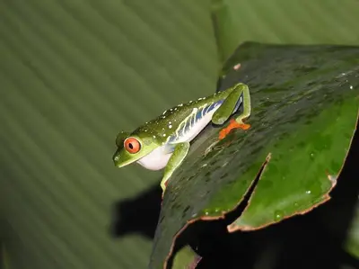 a green lizard sitting on a green leaf at 2nd floor A/C, Wifi, Fully equipped apartment in Fortuna