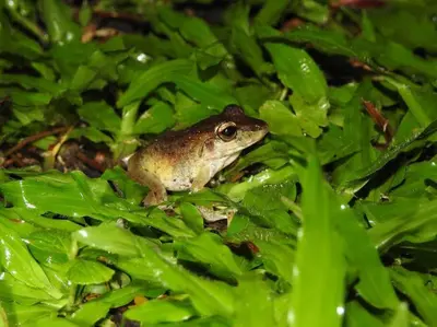 a frog sitting on some green plants at 2nd floor A/C, Wifi, Fully equipped apartment in Fortuna