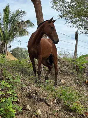 a brown horse is running down a hill at Sunset Villa - Upper Poolside in Sámara