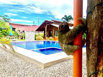 a sloth climbing a pole next to a pool at Cabañas Litos #3 in Fortuna
