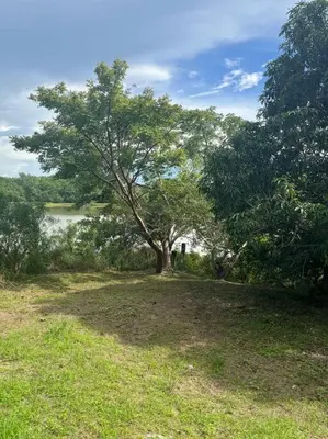 a tree in a field next to a body of water at La Quinta de Ita in Morales