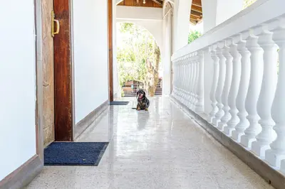 a dog sitting in the hallway of a house at Hotel Mar Rey in Tamarindo