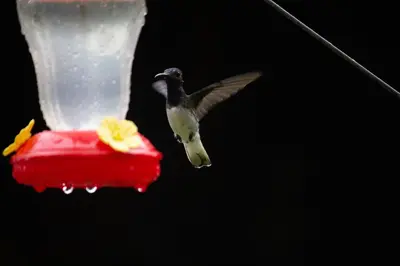 a humming bird flying towards a bird feeder at Pura Vista Glamping in El Castillo de La Fortuna