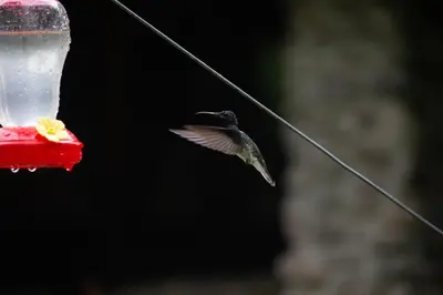 a humming bird flying towards a bird feeder at Pura Vista Glamping in El Castillo de La Fortuna