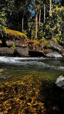 a stream with rocks in the middle of a river at Entre Árboles Lodge in San Gerardo de Dota