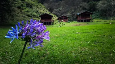 a purple flower in a field with huts in the background at Entre Árboles Lodge in San Gerardo de Dota