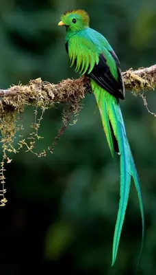 a green bird sitting on a tree branch at Entre Árboles Lodge in San Gerardo de Dota