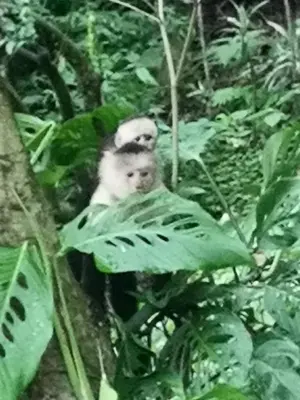 a monkey sitting on top of a green plant at Casita Maripier Colón in Morado