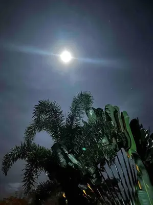 a moon shines behind a palm tree at night at Tropical Oasis in Ojochal in Ojochal