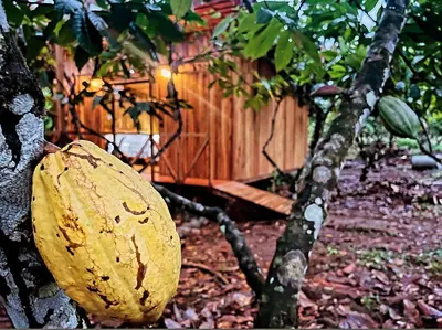 a coconut hanging from a tree in front of a fence at Río Celeste, Cacahua Lodge in Rio Celeste