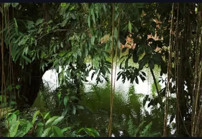 a jungle with trees and a body of water at Cabaña Campo Verde in Marsella