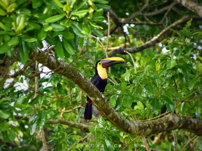 a colorful bird perched on a tree branch at Cabaña Campo Verde in Marsella