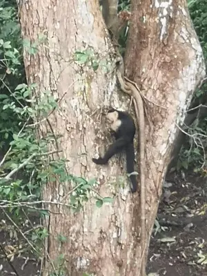a black bear sitting in the middle of a tree at Casita Maripier in Morado