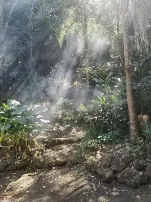 a smoke trail in a forest with trees and plants at Casita Maripier in Morado