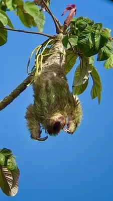 a sloth hanging from a tree at Arenal Monara in Fortuna