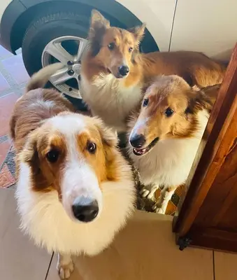 three dogs looking at their reflection in a mirror at Cabañas Tierra Fertil in Montaña