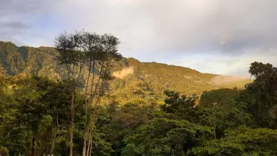 a view of a forest of trees and a mountain at Jungle Passion Lodge in Ojochal