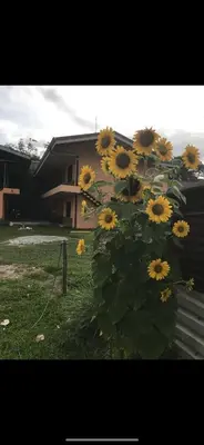 a bush of yellow sunflowers in front of a house at Sky Hostel in Fortuna