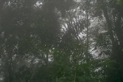a bunch of trees in a rain forest at Pozas y Cascadas La Presa Habitación 2 in Ángeles