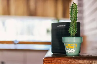 a plant in a cup sitting next to a laptop at Bus Hotel with HotTube in the middle of mountain in Sarchí