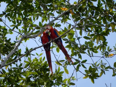 a red and blue bird sitting on a tree branch at Raya in Matapalo