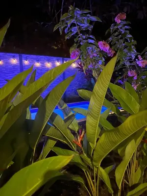 a plant with green leaves in front of a pool at Raya in Matapalo