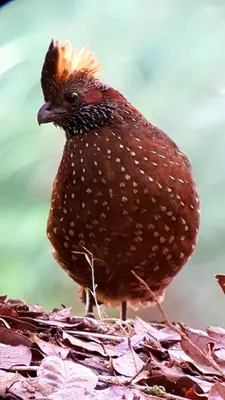 a brown bird standing on top of some leaves at Hotel Mirador de Quetzales in Providencia